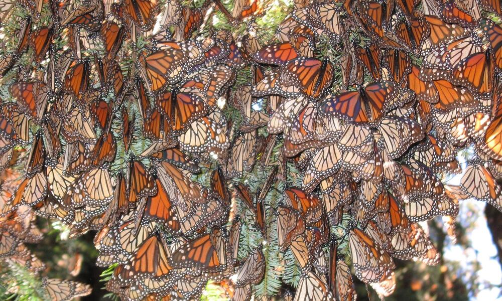 Mexico’s Monarch Butterfly – POCHTECA